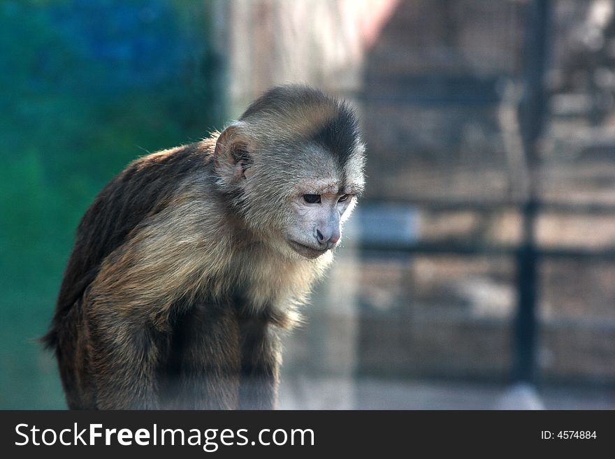 This monkey looks like is not too happy