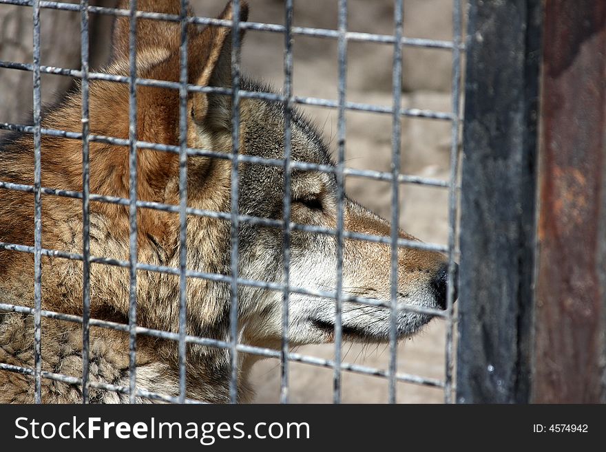 This is a Wolf without freedom