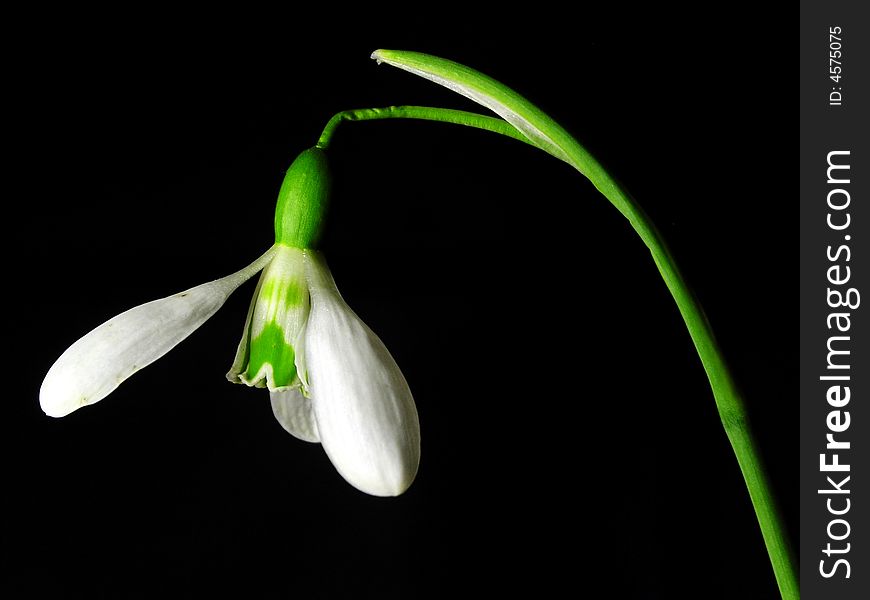 Blooming Snowdrop Close-up