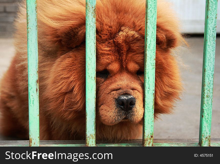 Dog without freedom-1