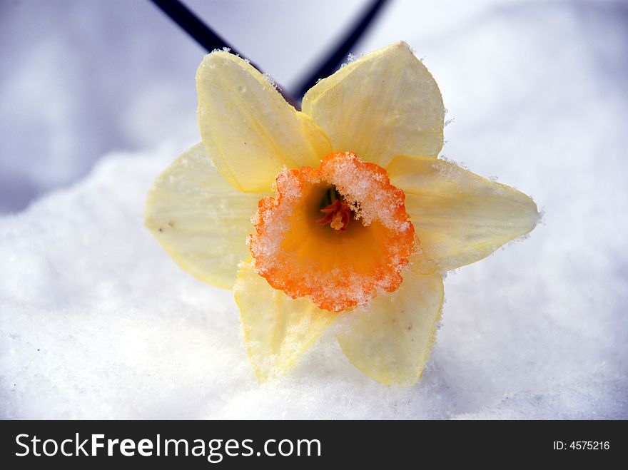 Snow Dusted Daffodil
