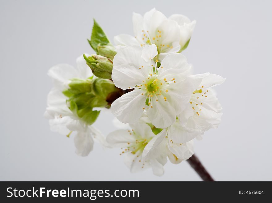White Flowers Isolated On Grey