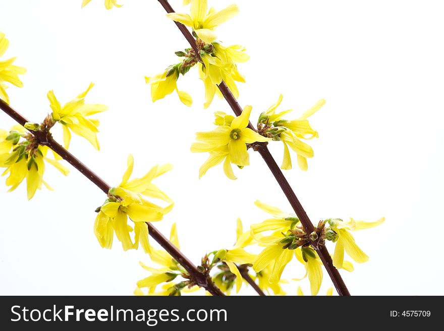 Isolated branches of blooming forsythia, studio shot