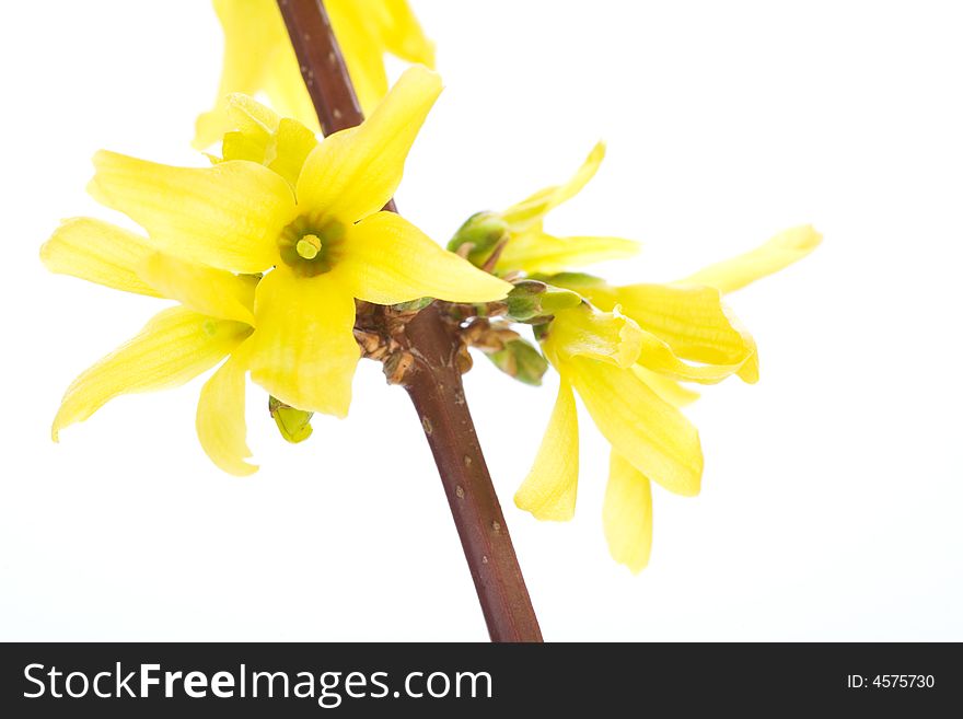 Isolated Branches Of Blooming Forsythia