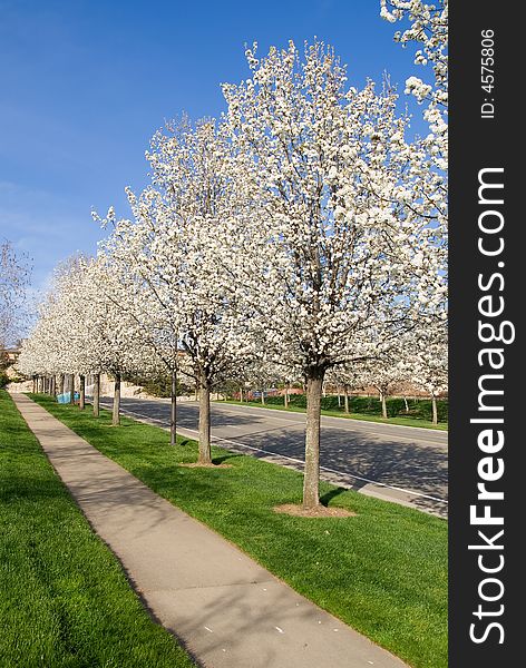 Blooming trees along the street