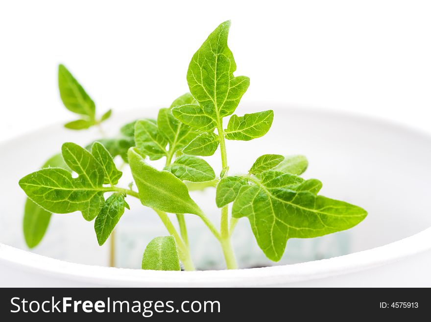 Green plant, isolated on white