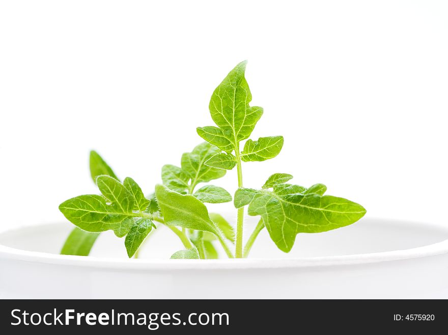 Green plant, isolated on white