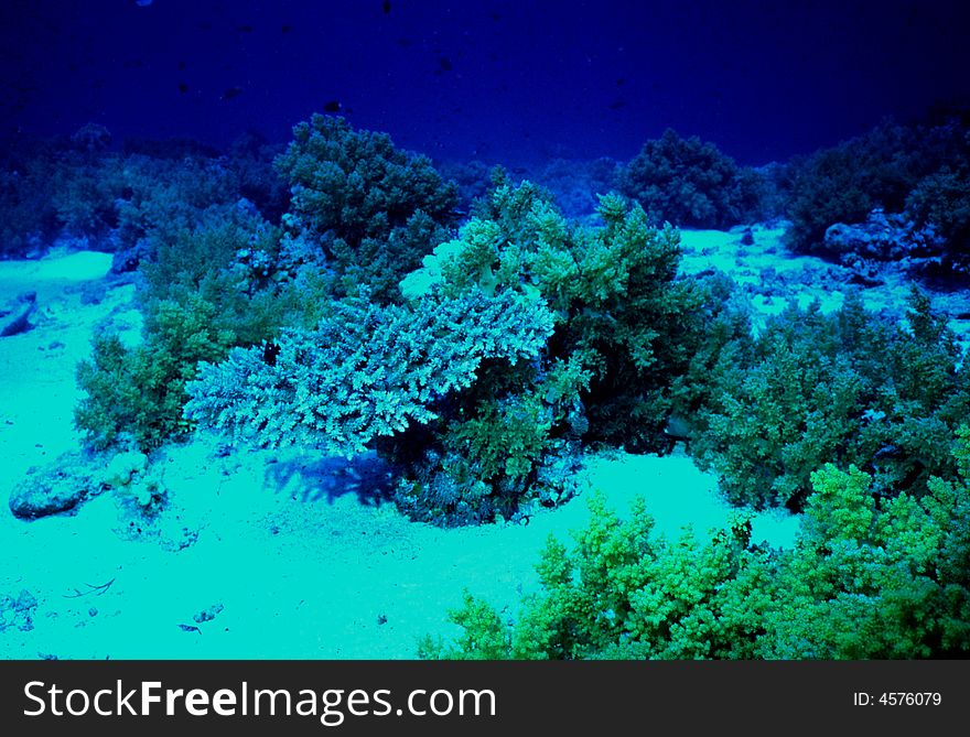 Underwater life of coral reef