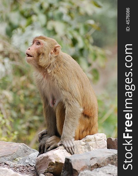 Clever Indian Monkey from Rishikesh. Clever Indian Monkey from Rishikesh