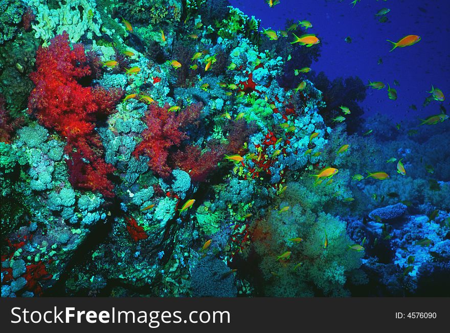 Underwater life of coral reef