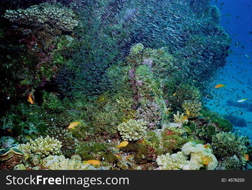 Underwater life of coral reef 68