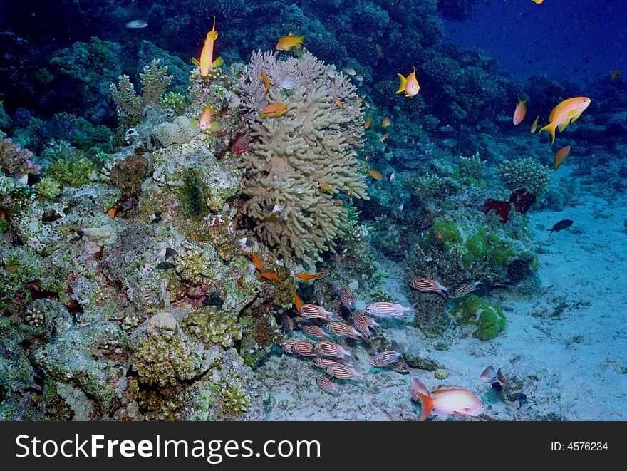 Underwater Life Of Coral Reef