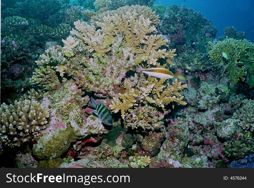 Underwater life of coral reef 70