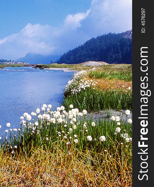 A beautiful mountain lake in Alps with white flower  - Switzerland