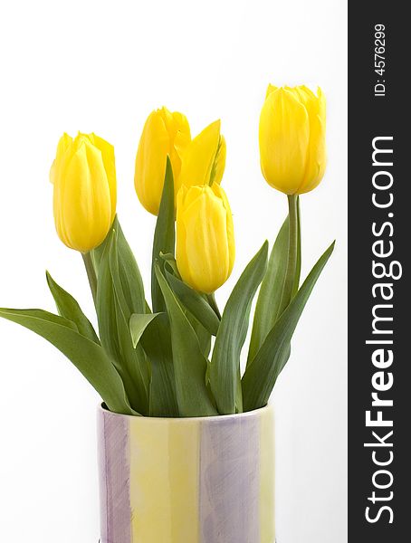 Fresh tulips in vase isolated on white background