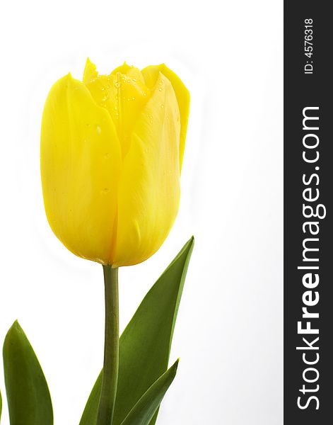 Fresh tulip isolated on white background