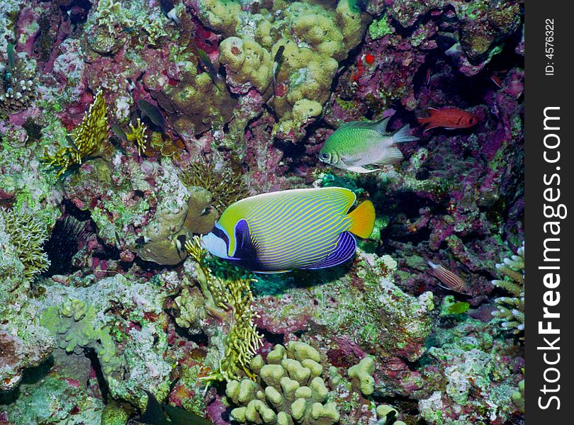 Underwater life of coral reef 72