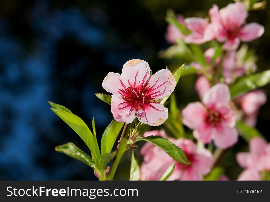 Blooming pink flowers on the tree. Blooming pink flowers on the tree