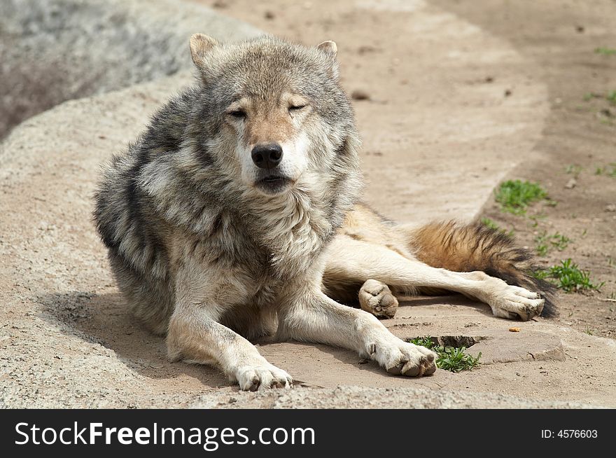 A grey wolf having rest on the rock