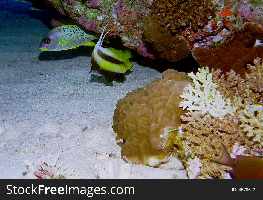 Underwater Life Of Coral Reef