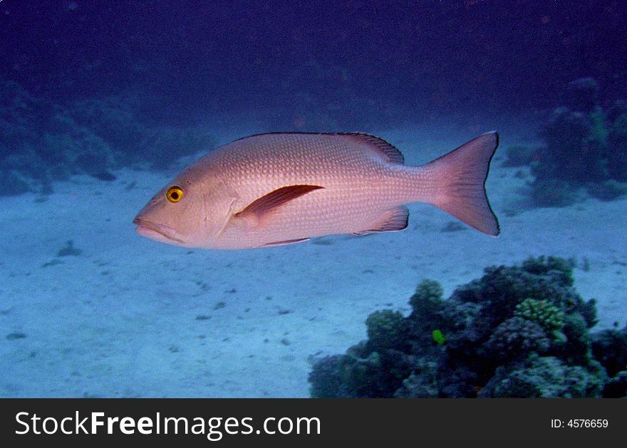 Underwater Life Of Coral Reef