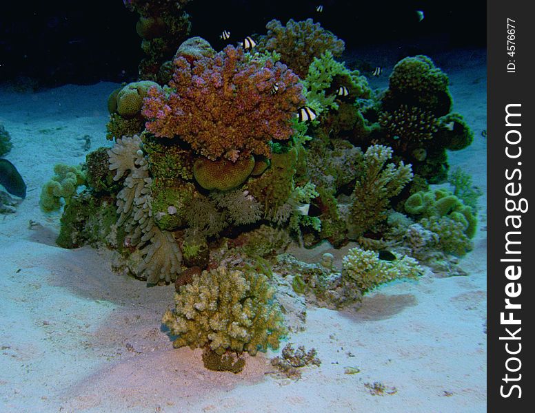 Underwater life of coral reef