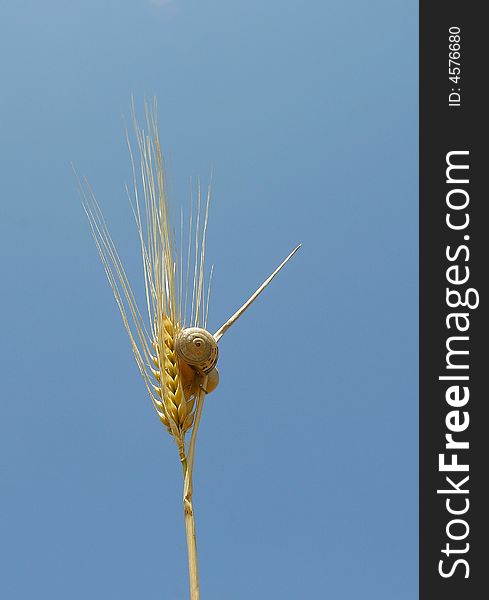 A wheat with a snail on it