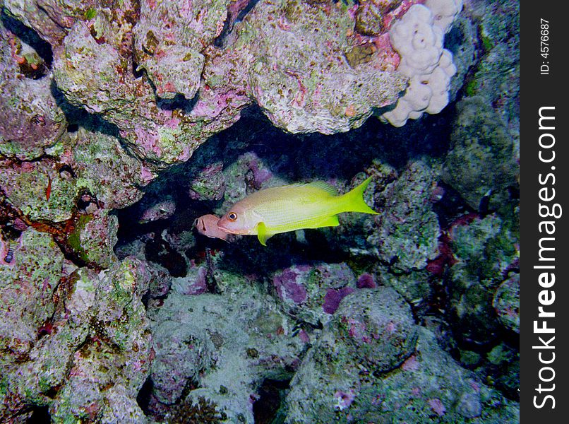 Underwater Life Of Coral Reef