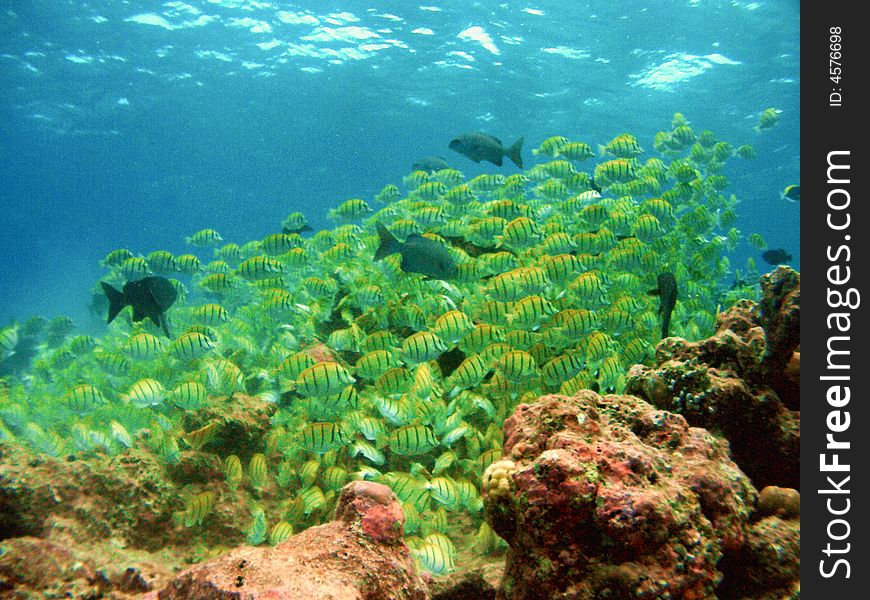 A blast of yellow moving over the reef. A blast of yellow moving over the reef.