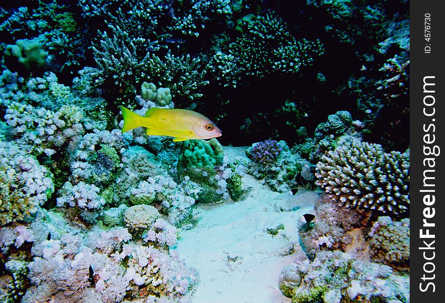 Underwater life of coral reef 86