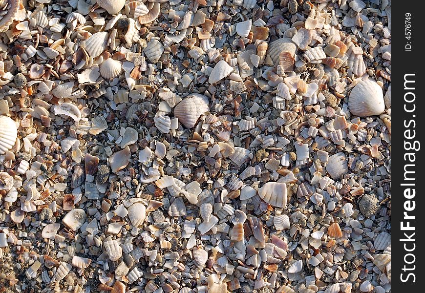 The small broken cockleshells on a beach. Background.