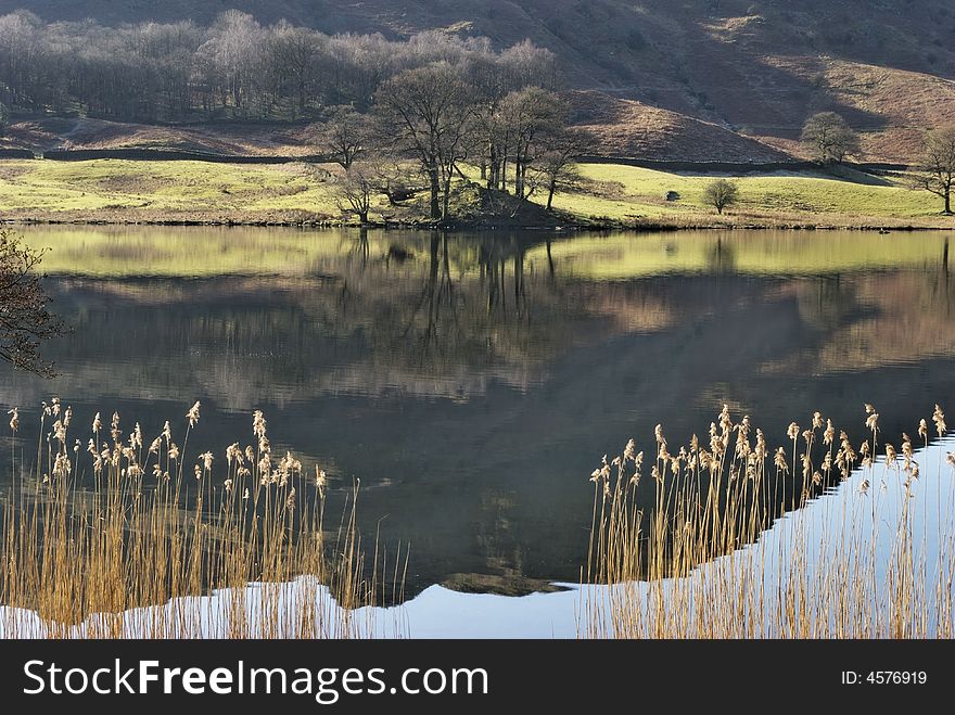 Reeds On Rydal Water