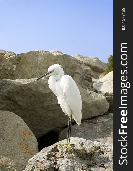 Great Egret ( Ardea alba )