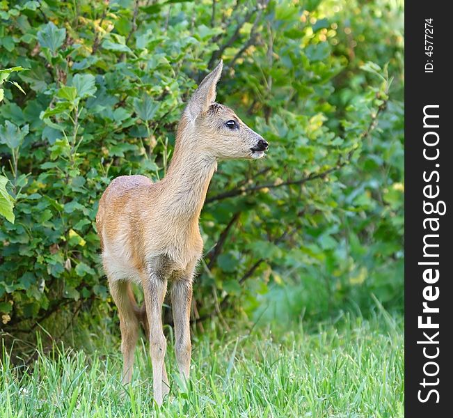 Roe deer. Russian nature, Voronezh area.