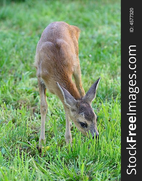 Roe deer. Russian nature, Voronezh area.