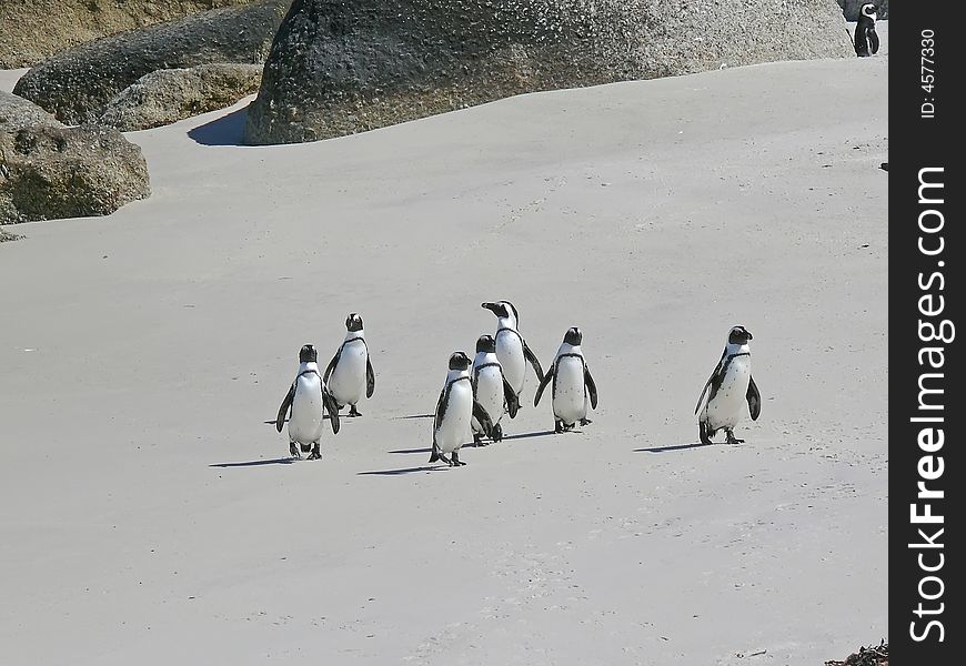 Penguins on the beach in south africa