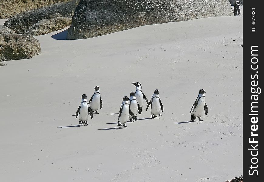 Penguins