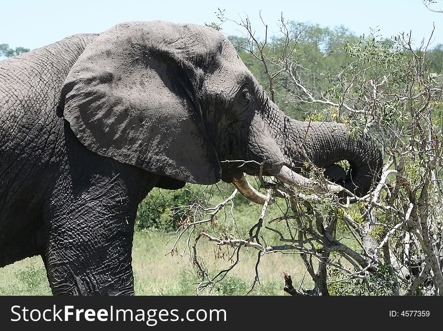 Elephant eating in the national reservation in south africa