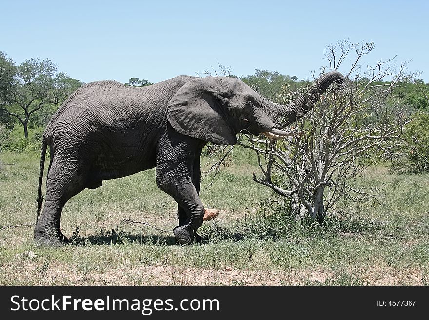 South african elephant in the national reservation. South african elephant in the national reservation