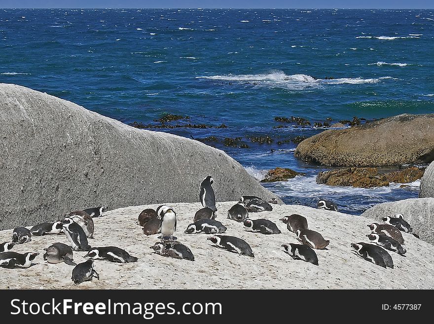 Penguins resting on the rocks near the water