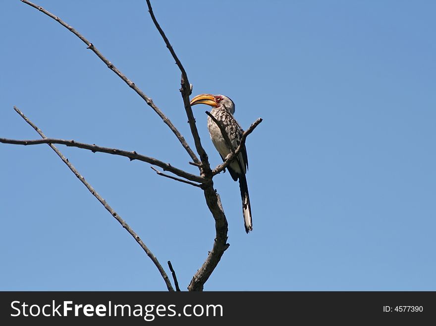 Bird on the tree against blue sky