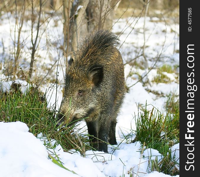 Wild boar. Russian nature, Voronezh area.