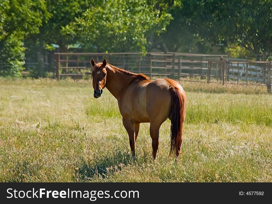 Brown horse at the ranch