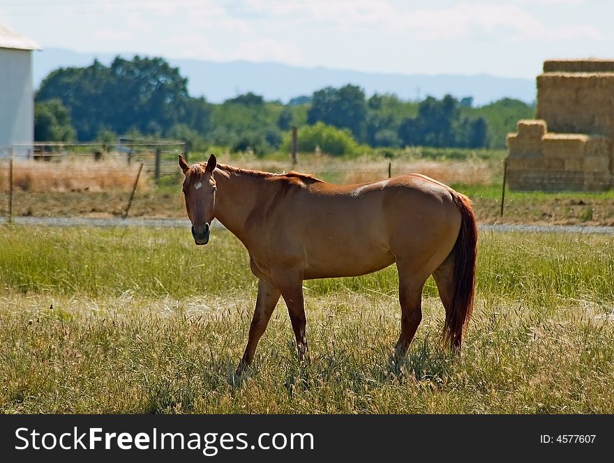 Brown horse at the ranch