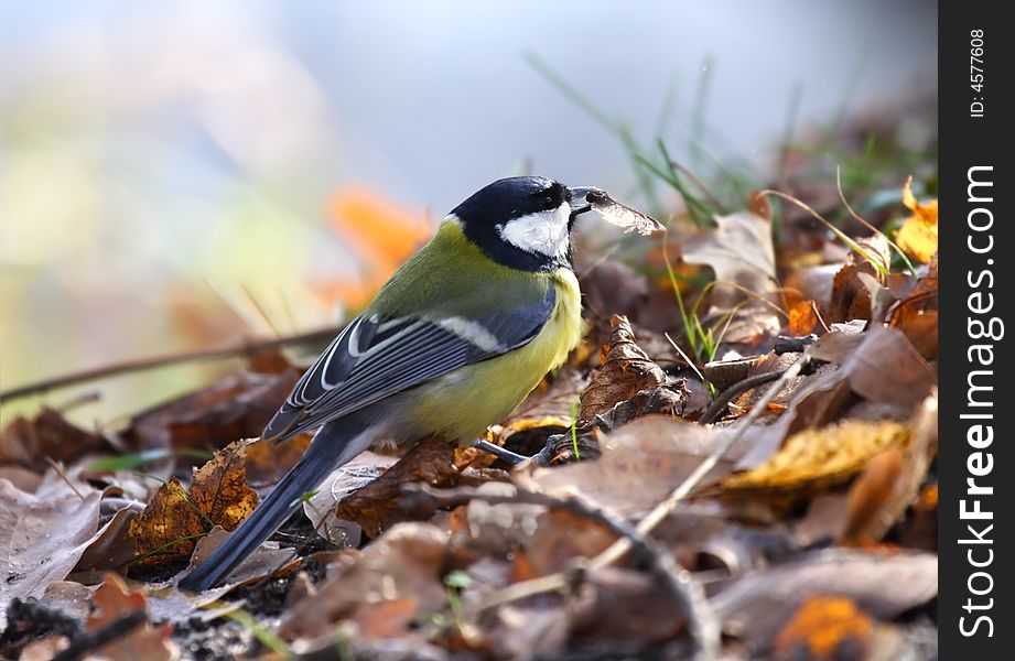 Titmouse. Russian nature, Voronezh area.