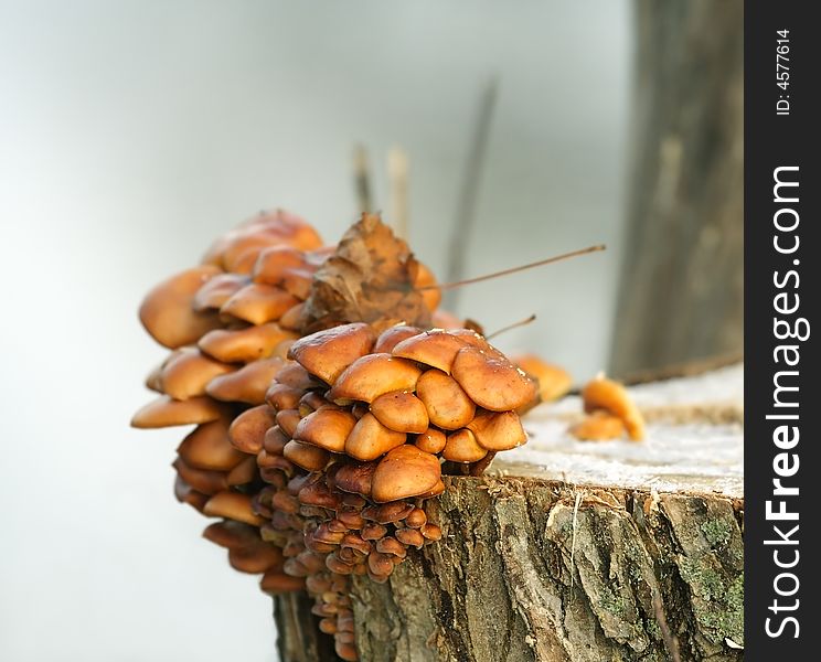 Mushrooms on the stump. Russian nature, Voronezh area. Mushrooms on the stump. Russian nature, Voronezh area.