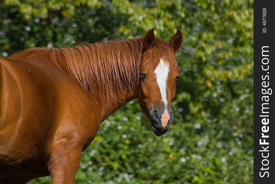 Brown horse at the ranch