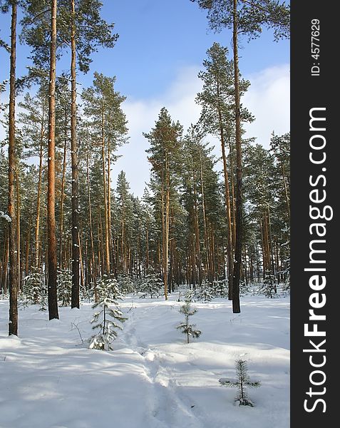 Winter forest. Russian nature, Voronezh area.
