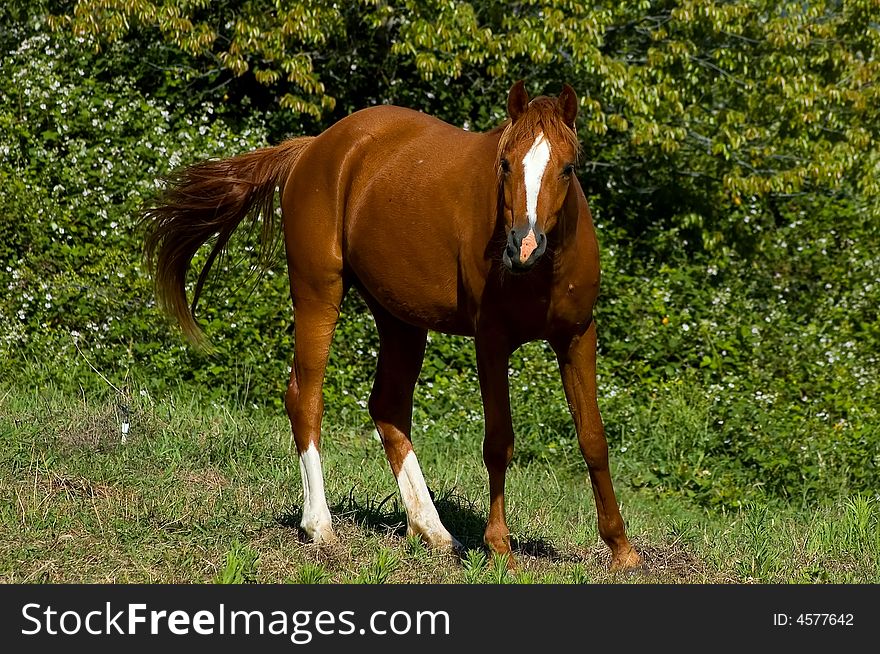 Brown horse at the ranch