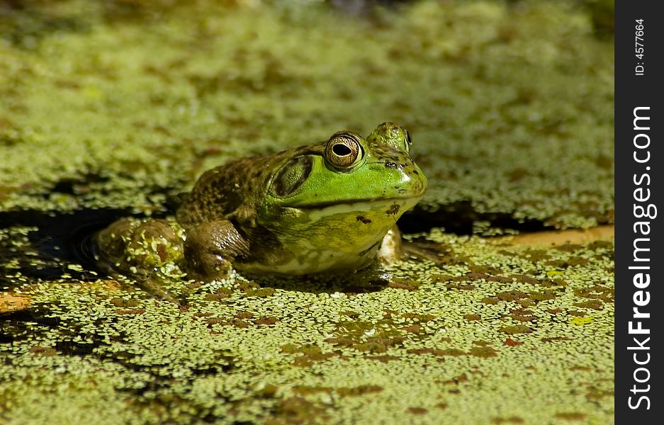 Little green frog in the swamps